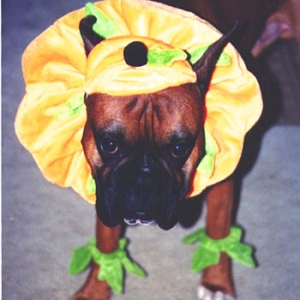 Halloween 2003