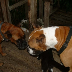 Tuffy and Ginger