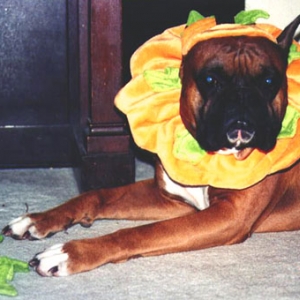 The "Great Pumpkin"
