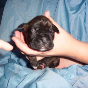 Baby Brindle Boy!