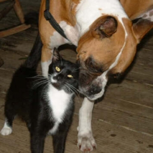 Dagwood and Tuffy
