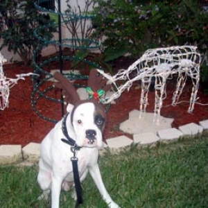 Domino posing for Xmas photo
