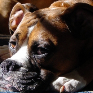 Tigger in the Sun