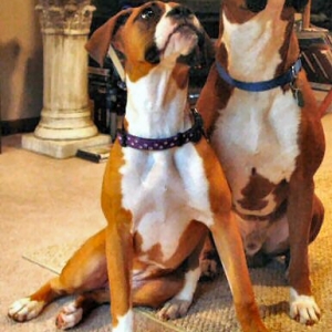 Boxer Statues
