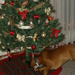 Meet Mr. Tree
