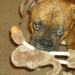 My Monkey