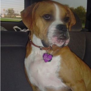Snobby Dog!