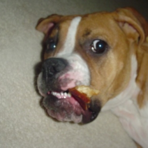 Crazy Dog