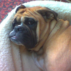 Cassius Sleeping