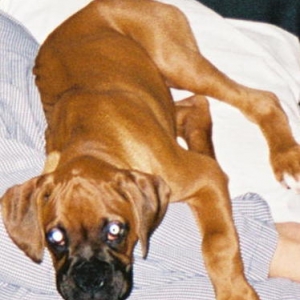 Bruiser boy