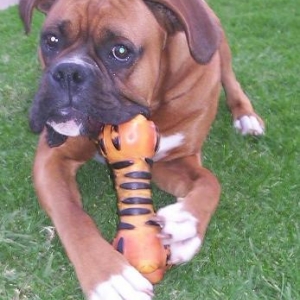 I love my Lion Squeeky Toy