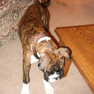 18 week old Otis