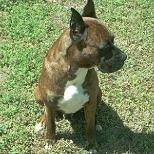 Jax