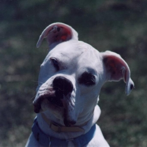 Petey 1