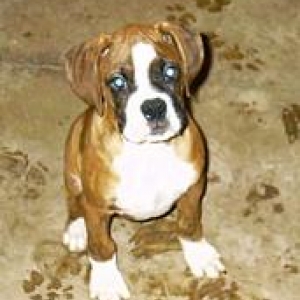 Bentley @ 10 weeks
