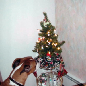 Ginger's little tree