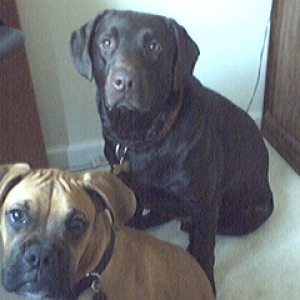 Rocky and Solomon