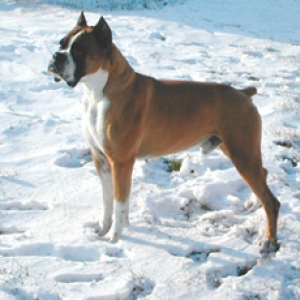 Dozer's First Snow at his new Home