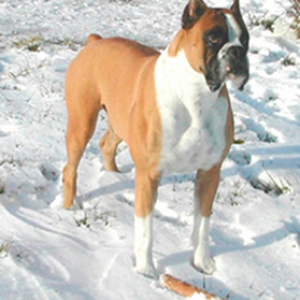 Dozer Posing for the camera.