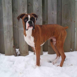 sabre's first snow fall!