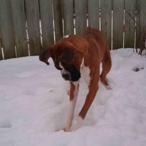 looking for his ball!