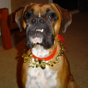 Hannah's Christmas Smile