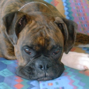 Cassius