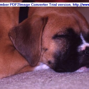 sleepy puppy