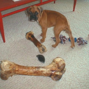 Sunny's bone