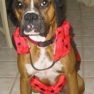 Layla Halloween 2003