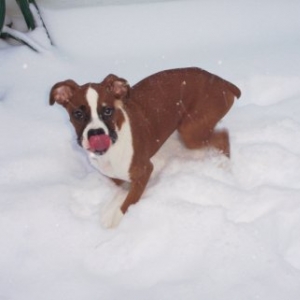 Licking Up Those Tasty Snowflakes!