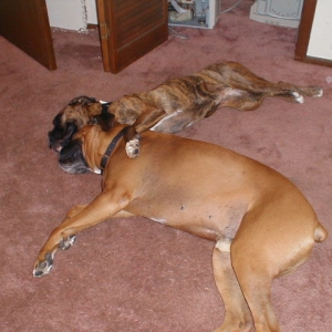 Best buddies