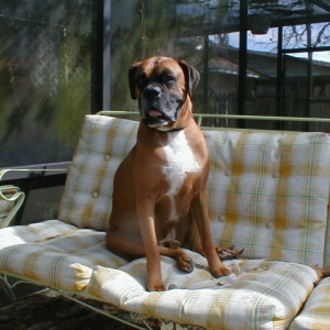 Handsome Boy