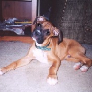 Hugo 12 wks old