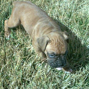 Sumi when she barely could walk