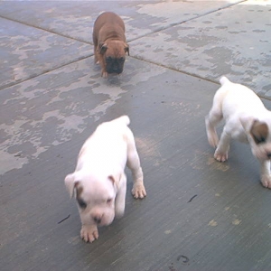 Sumi and her litter brothers