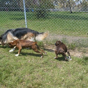 Ella, Stoli and Lola