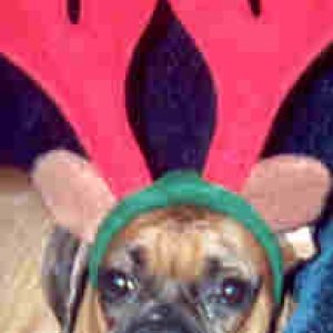 I am not a reindeer!  I AM A BOXER!