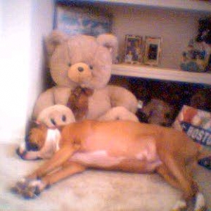 Cuddle time with Teddy