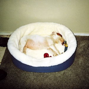 Sampson Sleeping