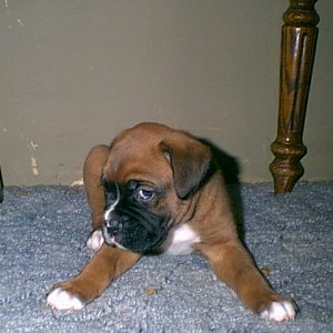 shy bud on his first day home.