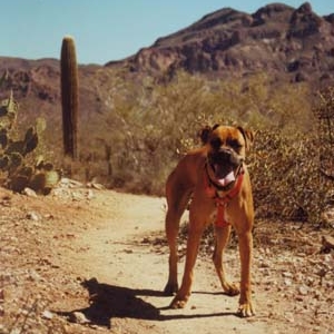 Littlest Hobo