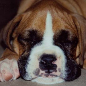 He snores!