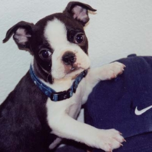 Baxter
