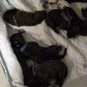 1-day old