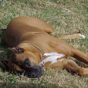 Sun Bathing