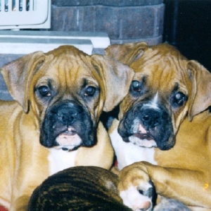 Harley & Maximus-- the "FONZ"