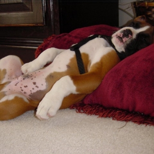 Rocky After the Dog Park