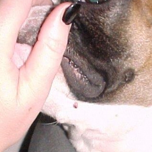 Mugsy's wart