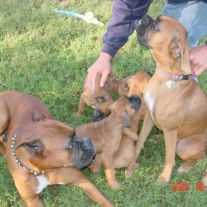Sassys first litter